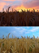 Фотоконкурс "Україна - це ми!" (вчителі)