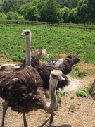 Поїздка на страусину ферму (с. Песець)
