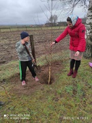 Всеукраїнська акція "Посади своє дерево"