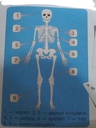 Учні 3 класу досліджували скелет людини. Під час роботи у парі виготовили самостійно макети скелета людини.