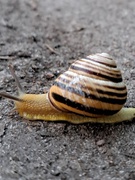 Фотогурток 2025