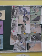 Відкритий урок у 7 класі "Різноманітність птахів"