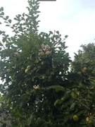 Година спілкування: День котів — більше, ніж просто муркотіння",16.10.2025р.