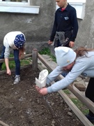 Висаджування рослин на клумбах.