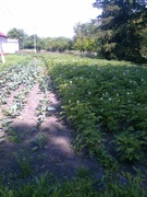 ЗДО "Зернятко"