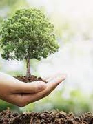 Акція "Посади і збережи дерево"