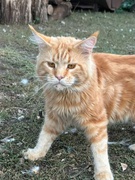 Всесвітній день захисту тварин