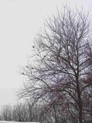 Фінал зимового фоточеленджу — Фотополювання на зимових птахів