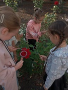 Учні 3 класу Богданівської гімназії дослідили осінні квіти