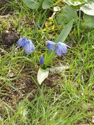 Світ первоцвітів