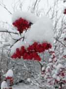 Фотоконкурс серед учнів ліцею «Зима - чарівниця».