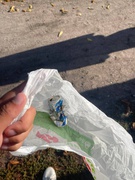 Міжнародний день прибирання