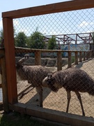 Екскурсія у Трускавець.
