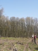 Посадка дерев в Конюхівському лісництві учнями нашої школи.