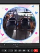 Жорстоке поводження з тваринами: чому це проблема і що може зробити кожен з нас