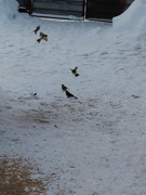 Акція "Годівничка-2026"