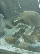 Підсумки акції «Годівничка» у РПЗ «Донський ЕНЦ»