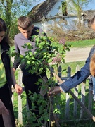 Акція "Моє дерево Перемоги "