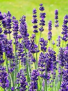 Акція з благоустрою "За чисте довкілля"