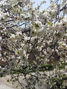 Флешмоб "Весна крокує по Буковині"