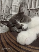 Фоточелендж Мій котик Муркотик