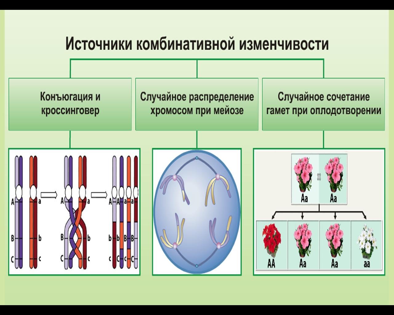 Причиной комбинативной изменчивости может быть. Наследственная изменчивость комбинативная причины. Процессы комбинативной изменчивости. Причины комбинативной и мутационной изменчивости. Комбинативная и мутационная изменчивость схема.