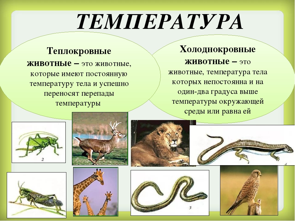 Какие преимущества дает организму теплокровность. Теплокровные животные. Холоднокровные животные. Теплокровные и холоднокровные. Примеры хладнокровных животных.